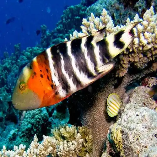 Red Breasted Wrasse; Fiji - Cheilinus fasciatus