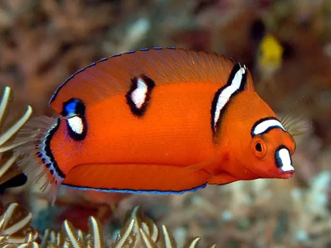 Red Coris Wrasse; Juv; Fiji – Coris gaimard - Fish