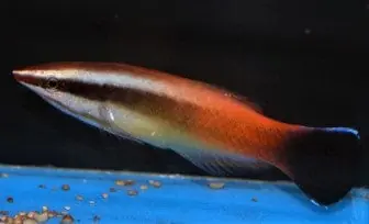 Red Lip Cleaner Wrasse – Labroides rubrolabiatus - Fish