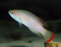 Red Margin Fairy; Female – Cirrhilabrus rubromarginalis - Fish