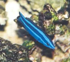 Red Sea Cleaner Wrasse – Larabicus quadrilineatus - Fish