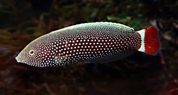 Red Tail Tamarin Wrasse; Haw. – Anampses chrysocephalus - Fish