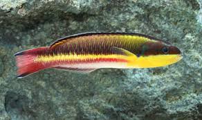 Rock Wrasse; Fiji – Thalassoma amblycephalum - Fish