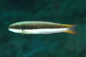 Rock Wrasse; Marshall – Thalassoma sp. - Fish