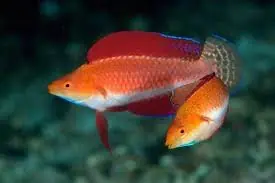 Ruby Finned Fairy Wrasse; Super Male – Cirrhilabrus rubripinnis - Fish