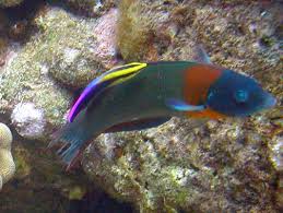 Saddle Wrasse; Haw. – Thalassoma duperreyi - Fish