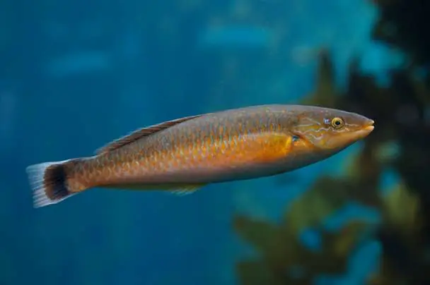 Senorita Wrasse – Halichores sp. - Fish
