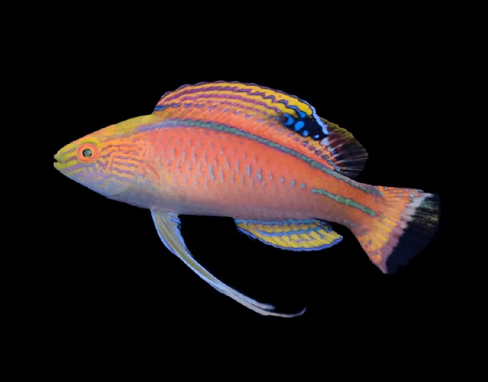 Sunset Fairy Wrasse; Male – Cirrhilabrus briangreenei - Fish