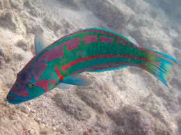 Surge Wrasse; Red Sea – Thalasoma purpureum - Fish