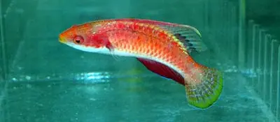 Tonos Fairy Wrasse; Female – Cirrhilabrus tonozukai - Fish