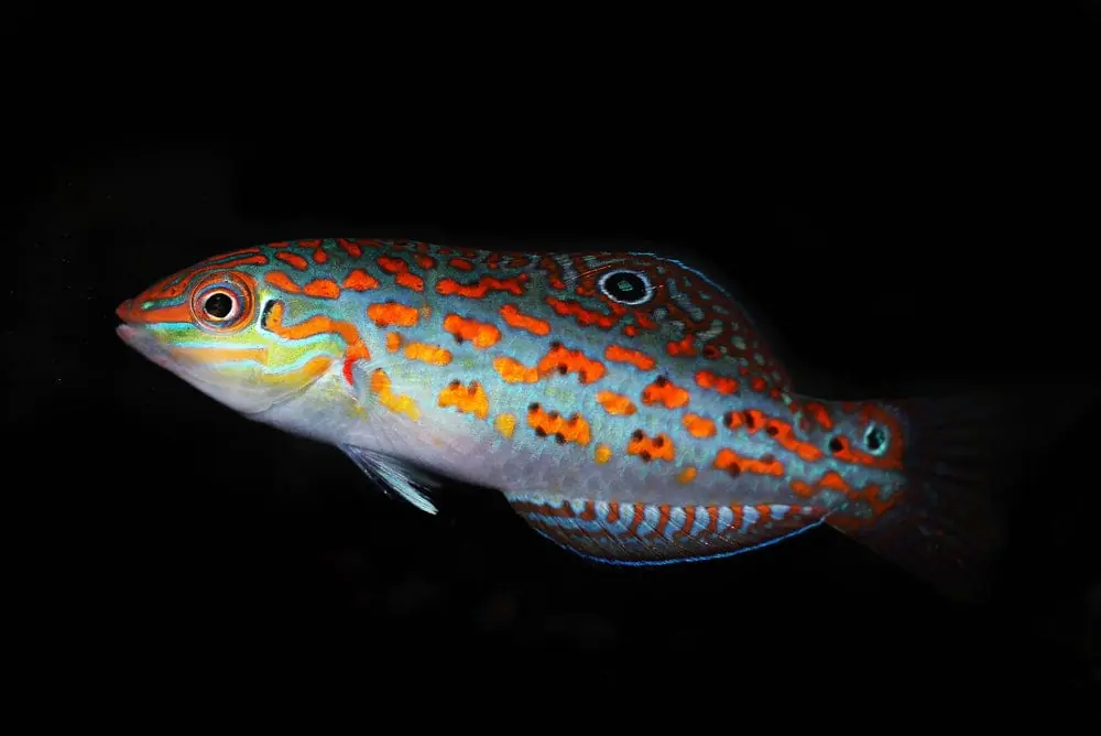 Timor Wrasse – Halichoeres timorensis - Fish