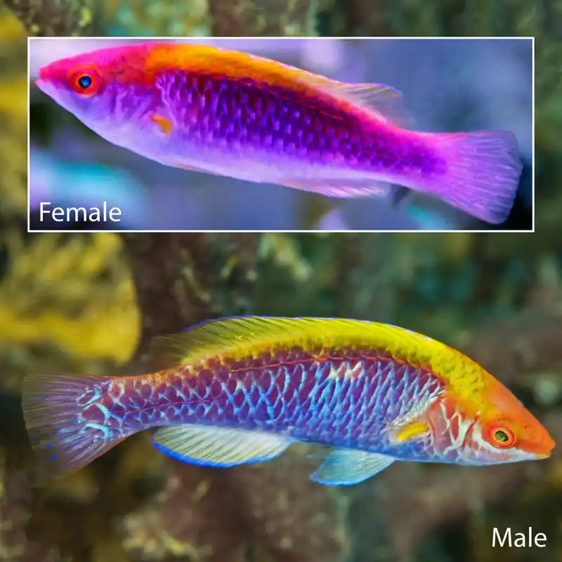Tricolor Fairy Wrasse; Female – Cirrhilabrus lubbocki - Fish