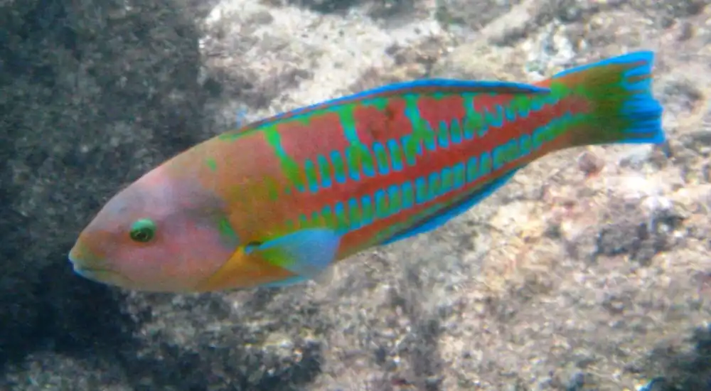 Trilobatum Wrasse; Male; Haw. – Thalassoma trilobatum - Fish