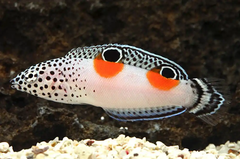 Twin Spot Coris Wrasse – Coris aygula - Fish