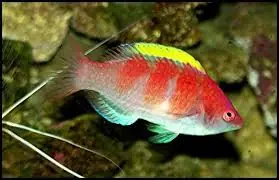 Yellow Fin Fairy Wrasse; Male – Cirrhilabrus flavidorsalis - Fish