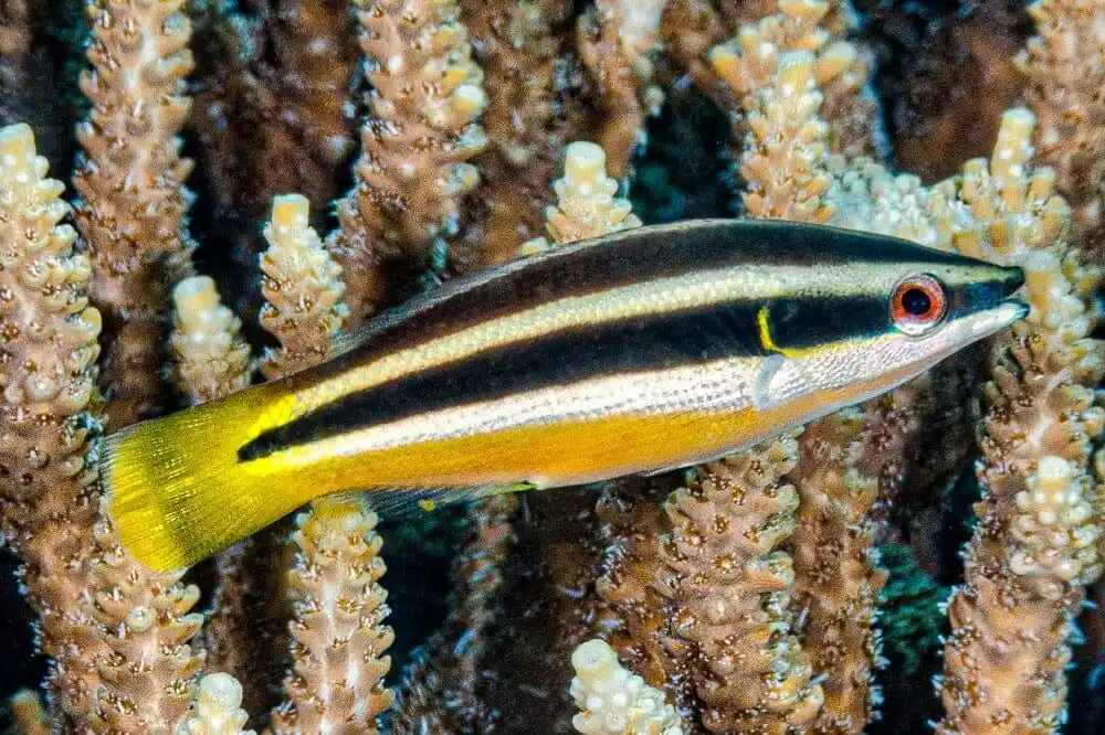 Yellowtail Cleaner Wrasse – Diproctacanthus xanthurus - Fish