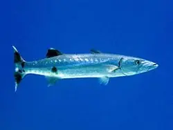 Barracuda – Sphyraena barracuda - Fish