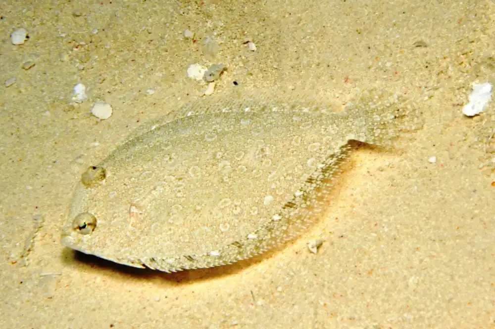 Flounder; Atl. – Bothus lunatus - Fish