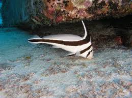Jacknife Fish; Tank Raised – Equetus lanceolatus
