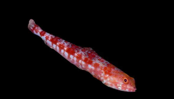 Lizard Fish; Red – Parapercis schuinslandi