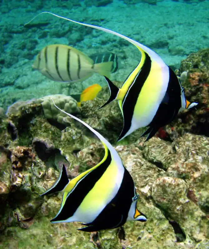 Moorish Idol; Fiji – Zanclus canescens - Fish
