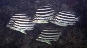 Stripey Fish; Aus. – Microcanthus strigatus