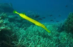 Trumpet Fish; Gray – Aulostomus chinensis