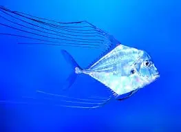Threadfin Fish – Alectis indicus