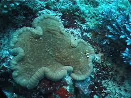 Adhesive Anemone – Cryptodendrum adhaesivum - Invertebrates
