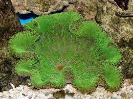 Adhesive Anemone; Ultra – Cryptodendrum adhaesivum - Invertebrates