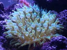 Bubble Anemone – Entacmaea quadricolor - Invertebrates