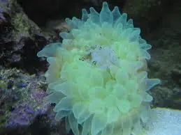 Bubble Anemone; Ultra; Fiji - Entacmaea quadricolor