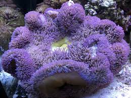 Carpet Anemone; Purple – Stichodactyla gigantea - Invertebrates