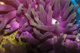 Purple Condylactis Anemone; Atl. - Condylactis gigantea