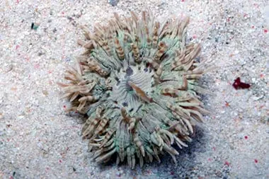 Flat Anemone; Zebra Stripe - Heteractis aurora