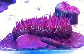 Maroon Anemone; Haw. – Cladactella manni - Invertebrates