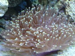 Ritteri Anemone – Heteractis magnifica - Invertebrates