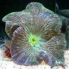 Saddle Anemone Colored; Africa – Stichodactyla sp. - Invertebrates