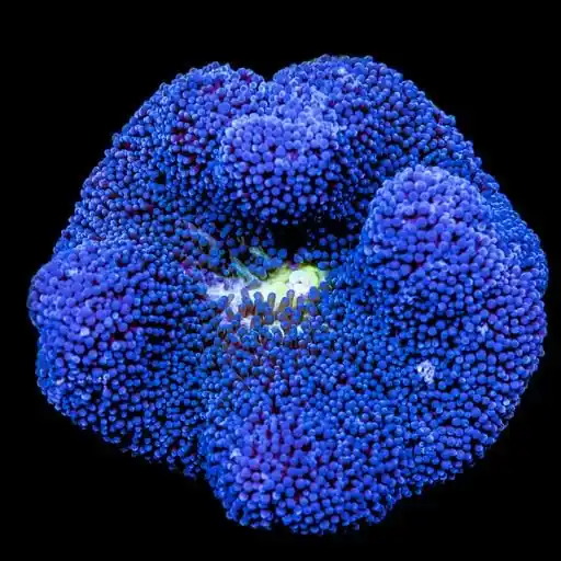 Saddle Anemone; Blue – Stichodactyla haddoni - Invertebrates