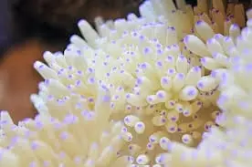 Sebae Anemone; White – Heteractis crispa - Invertebrates