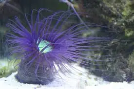 Tube Anemone; Super Color – Cerianthus sp. - Invertebrates