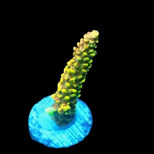 SDC Koopa Troopa Acropora; Cultured – Acropora sp. - Corals