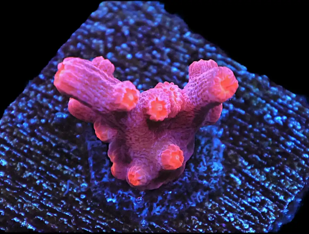 SDC Red Branching Cyphastrea; Cultured – Cyphastrea sp - Corals