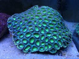 Favia Brain; Color; Australia – Favia sp. - Corals