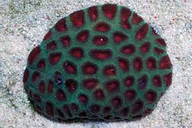 Favites Brain: Color Super – Favites sp. - Corals
