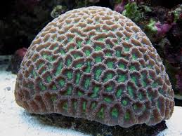 Favites Brain; Color – Favites sp. - Corals
