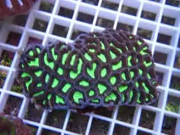 Favites Brain; Color Super – Favites sp. - Corals