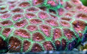Favites Brain Coral; Red - Favites sp.