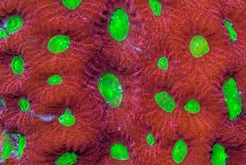 Favites Red War Coral; Super; Australia – Favites pentagona - Corals