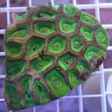 Honeycomb Brain; Australia – Goniastrea palauensis - Corals